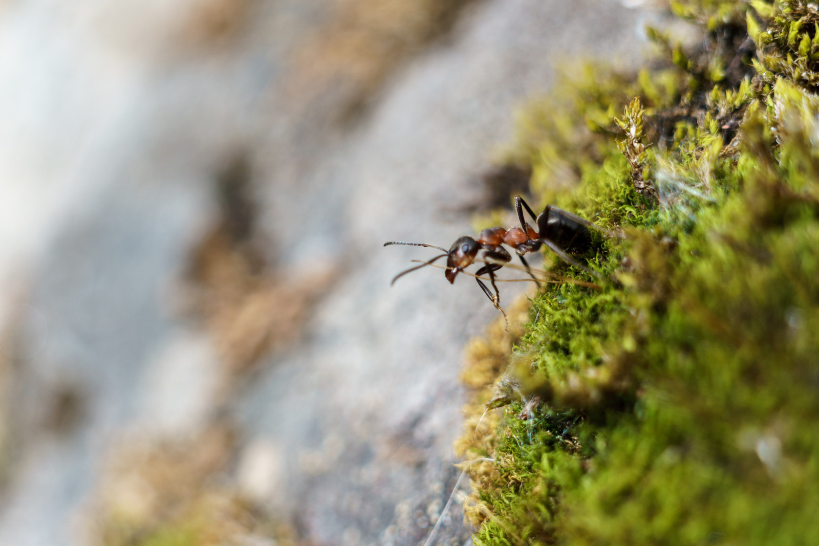 A close-up of an ant