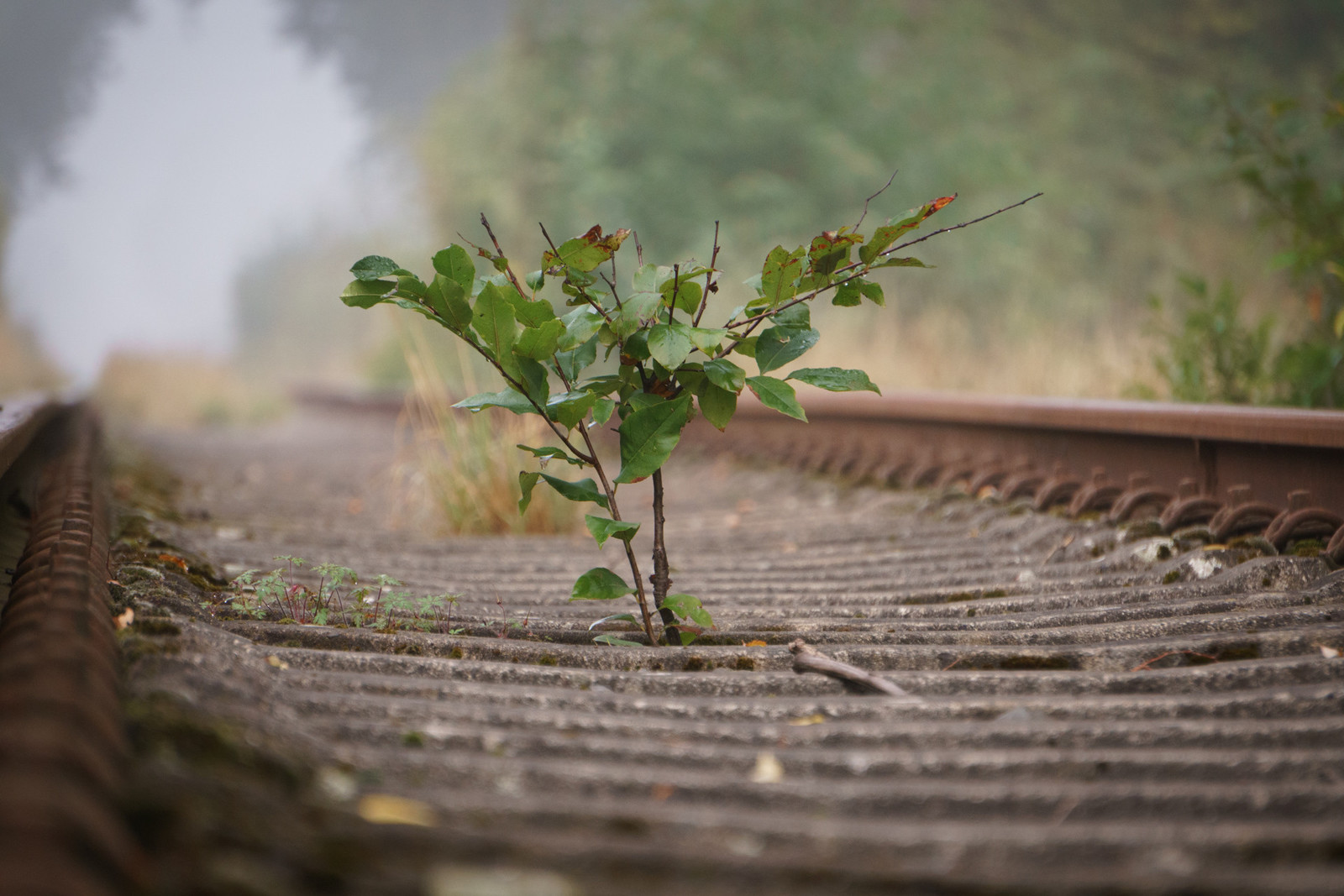 Photo of a lone plant on some railroads