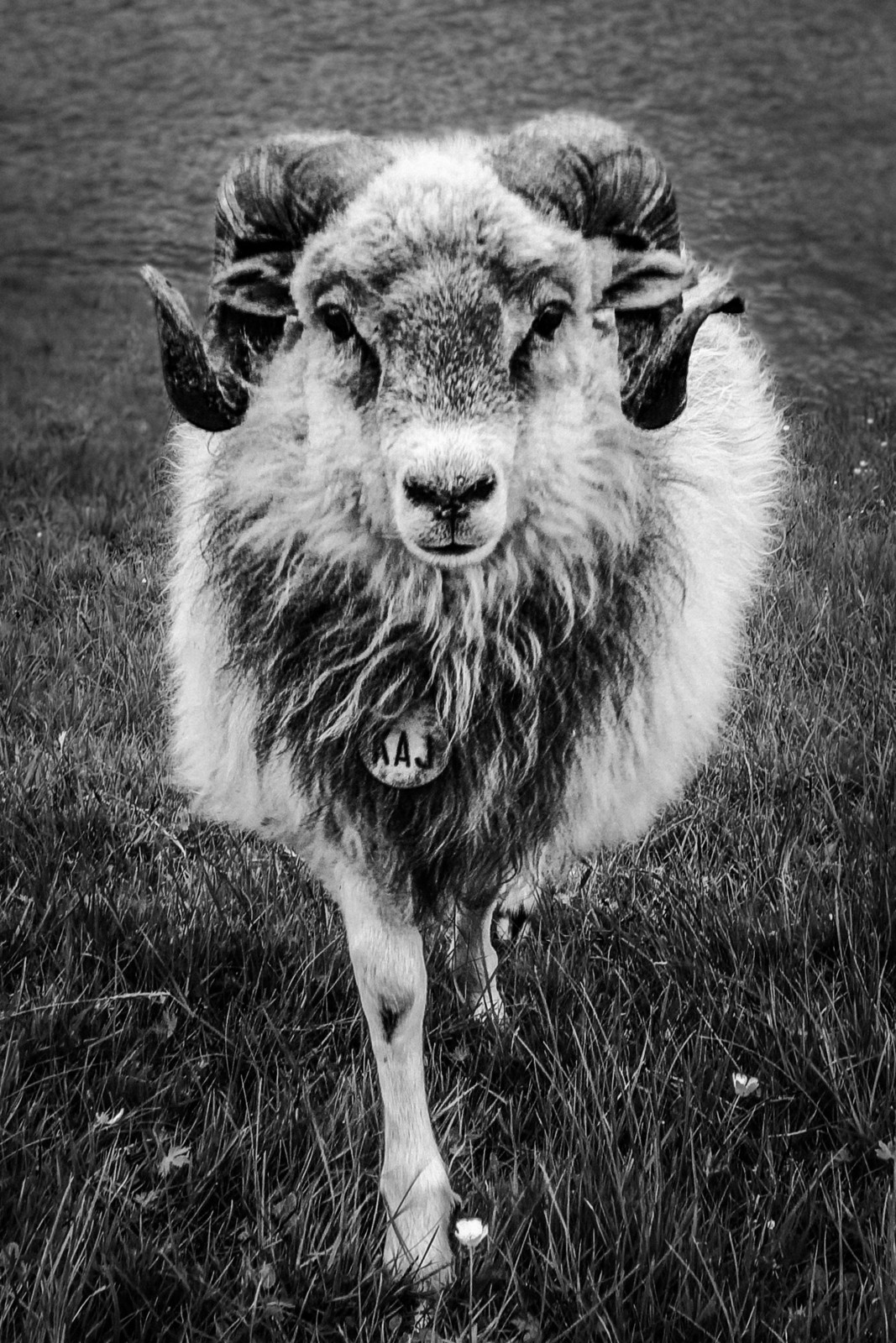An aggressive sheep on the Faroe Islands