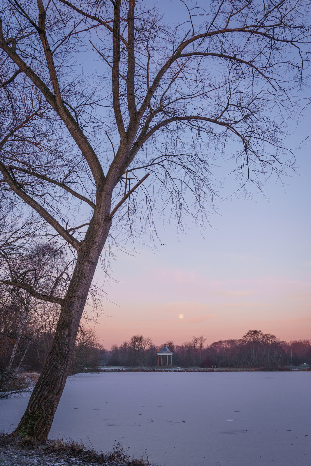 A tree at a frozen lake in Braunschweig