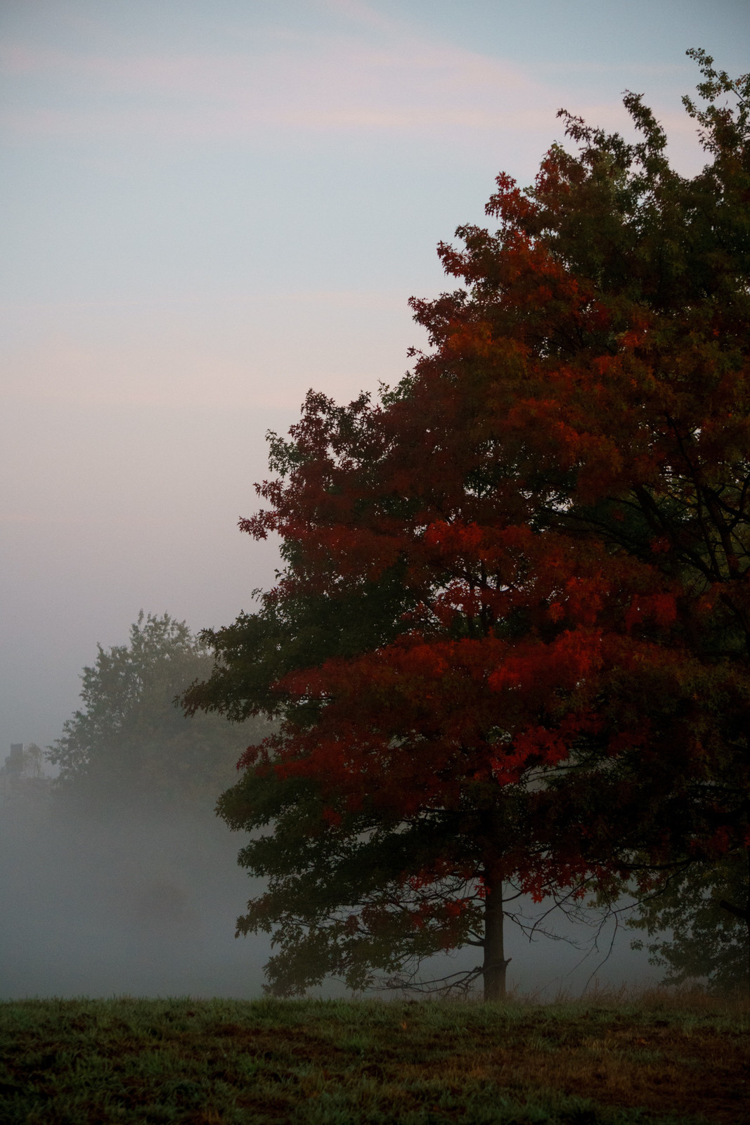Autumn tree in the fog