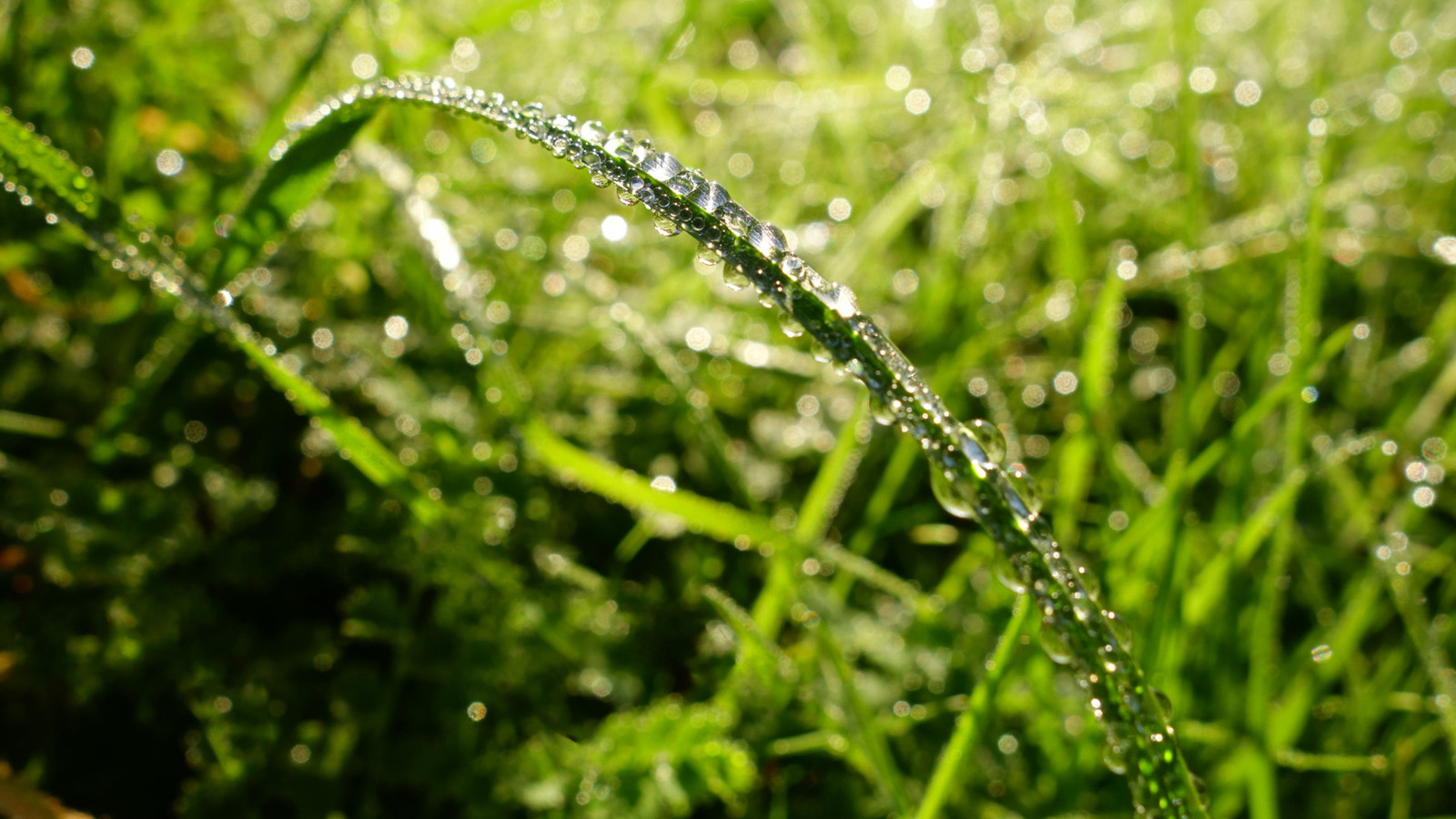Photo of grass with some dew